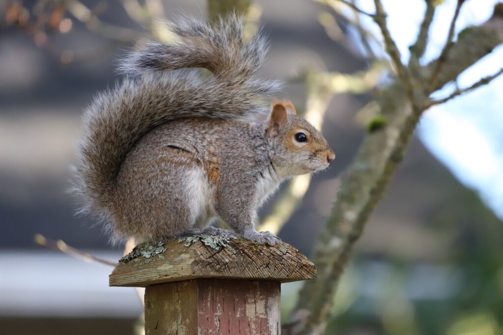 Squirrel on a wooden fence Squirrel Removal