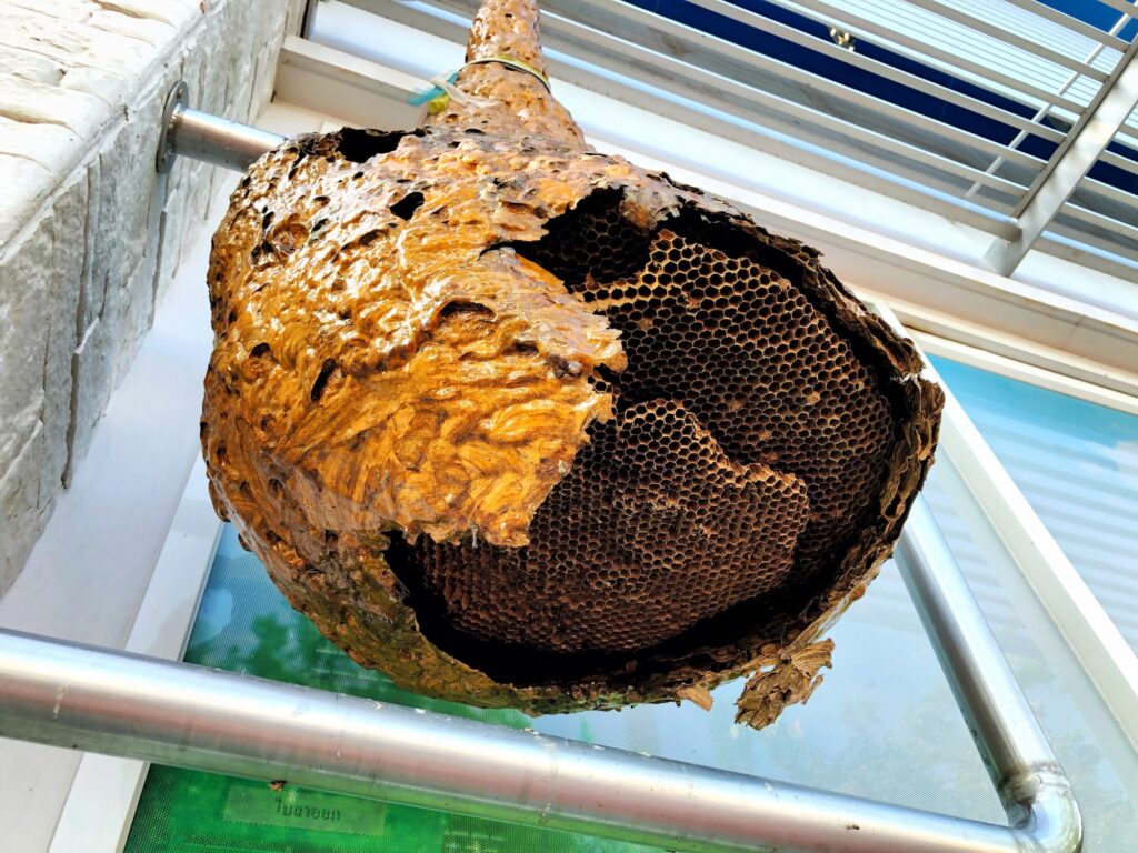hampshire pest control wasp nest removal wasp nest emergency removal